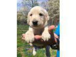 Labradoodle Puppy for sale in Kernersville, NC, USA