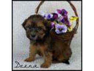 Poovanese Puppy for sale in Kokomo, MS, USA