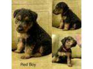Welsh Terrier Puppy for sale in Bartlesville, OK, USA