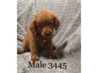 Labradoodle Puppy for sale in Livingston, TX, USA