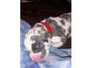 Great Dane Puppy for sale in Waldorf, MD, USA