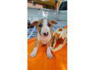Bull Terrier Puppy for sale in Van Buren, AR, USA