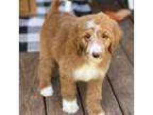 Goldendoodle Puppy for sale in Greer, SC, USA