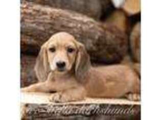 Dachshund Puppy for sale in Crystal, MI, USA