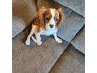 Cavalier King Charles Spaniel Puppy for sale in Zimmerman, MN, USA