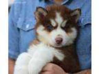 Siberian Husky Puppy for sale in Wortham, TX, USA