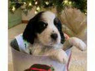 English Springer Spaniel Puppy for sale in Milliken, CO, USA