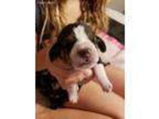 Basset Hound Puppy for sale in Pilot Rock, OR, USA