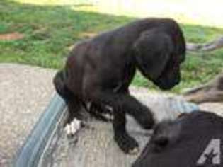 Great Dane Puppy for sale in DANSVILLE, NY, USA