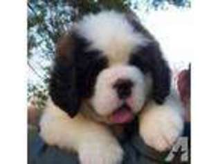 Saint Bernard Puppy for sale in LYNDONVILLE, NY, USA