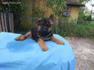 German Shepherd Dog Puppy for sale in Daytona Beach, FL, USA