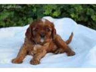 Cavalier King Charles Spaniel Puppy for sale in Williamsburg, PA, USA