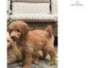 Goldendoodle Puppy for sale in State College, PA, USA