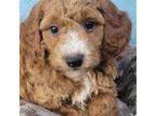 Mutt Puppy for sale in Yacolt, WA, USA