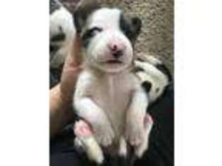 Bull Terrier Puppy for sale in Wichita, KS, USA