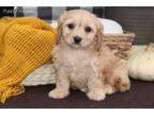 Cavachon Puppy for sale in Malone, NY, USA