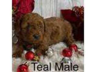 Goldendoodle Puppy for sale in Bogue Chitto, MS, USA