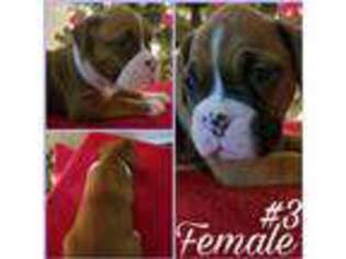 Boxer Puppy for sale in Lancaster, CA, USA