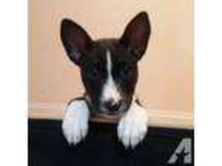 Basenji Puppy for sale in WILMINGTON, NC, USA