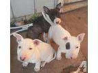 Bull Terrier Puppy for sale in SACRAMENTO, CA, USA