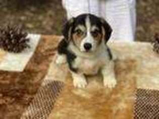 Pembroke Welsh Corgi Puppy for sale in Rome, GA, USA