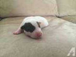 Bull Terrier Puppy for sale in GLEN ALLEN, VA, USA