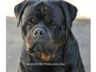 Rottweiler Puppy for sale in Franklin, TN, USA