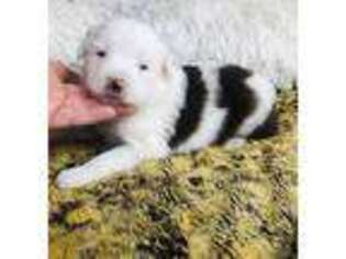 Miniature Australian Shepherd Puppy for sale in Graham, WA, USA