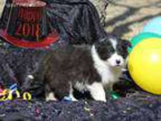 Border Collie Puppy for sale in Center, TX, USA