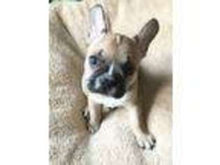 French Bulldog Puppy for sale in Piedmont, MO, USA