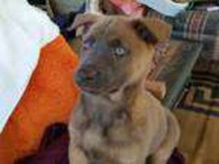 Dutch Shepherd Dog Puppy for sale in Liberty, SC, USA