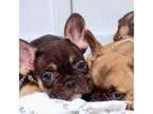 French Bulldog Puppy for sale in Winslow, AR, USA
