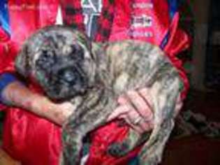 Mastiff Puppy for sale in Russell, IA, USA