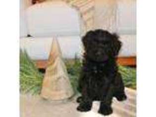 Portuguese Water Dog Puppy for sale in Reinholds, PA, USA