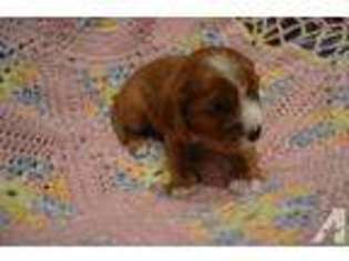 Cavalier King Charles Spaniel Puppy for sale in STATEN ISLAND, NY, USA