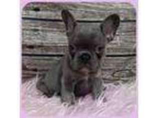 French Bulldog Puppy for sale in Wray, GA, USA