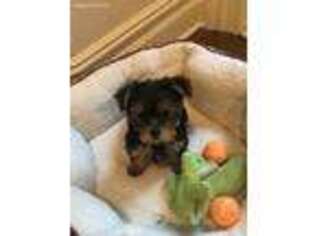 Yorkshire Terrier Puppy for sale in Brick, NJ, USA