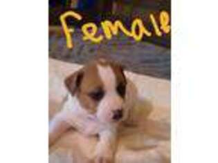 Jack Russell Terrier Puppy for sale in Lee, FL, USA