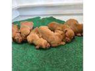 Vizsla Puppy for sale in Aynor, SC, USA