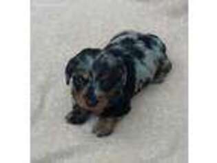 Dachshund Puppy for sale in Camden, SC, USA