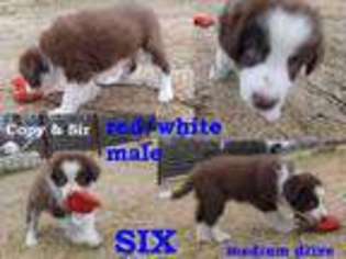 Border Collie Puppy for sale in Decatur, AR, USA