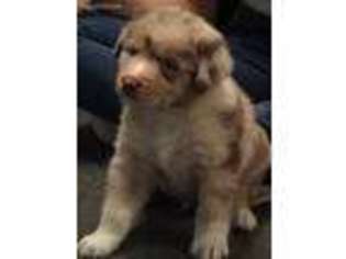 Australian Shepherd Puppy for sale in Salisbury, MD, USA