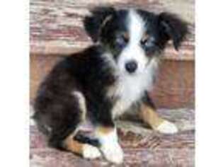 Miniature Australian Shepherd Puppy for sale in Hardin, MT, USA