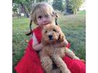 Goldendoodle Puppy for sale in Bethel, PA, USA