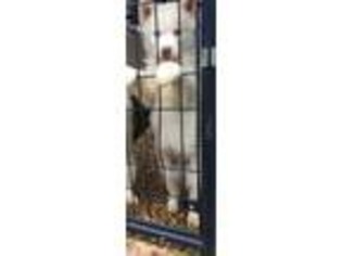 Siberian Husky Puppy for sale in Rio Dell, CA, USA