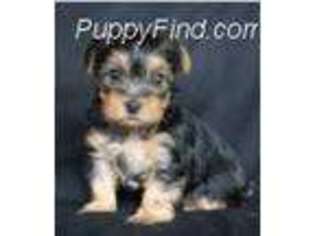 Yorkshire Terrier Puppy for sale in Fredericksburg, TX, USA