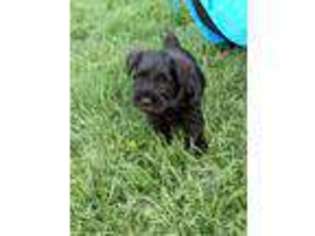 Mutt Puppy for sale in Ithaca, NY, USA