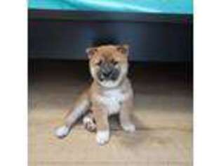 Shiba Inu Puppy for sale in Tampa, FL, USA