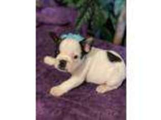 French Bulldog Puppy for sale in Drummonds, TN, USA