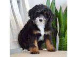 Mutt Puppy for sale in Temecula, CA, USA
